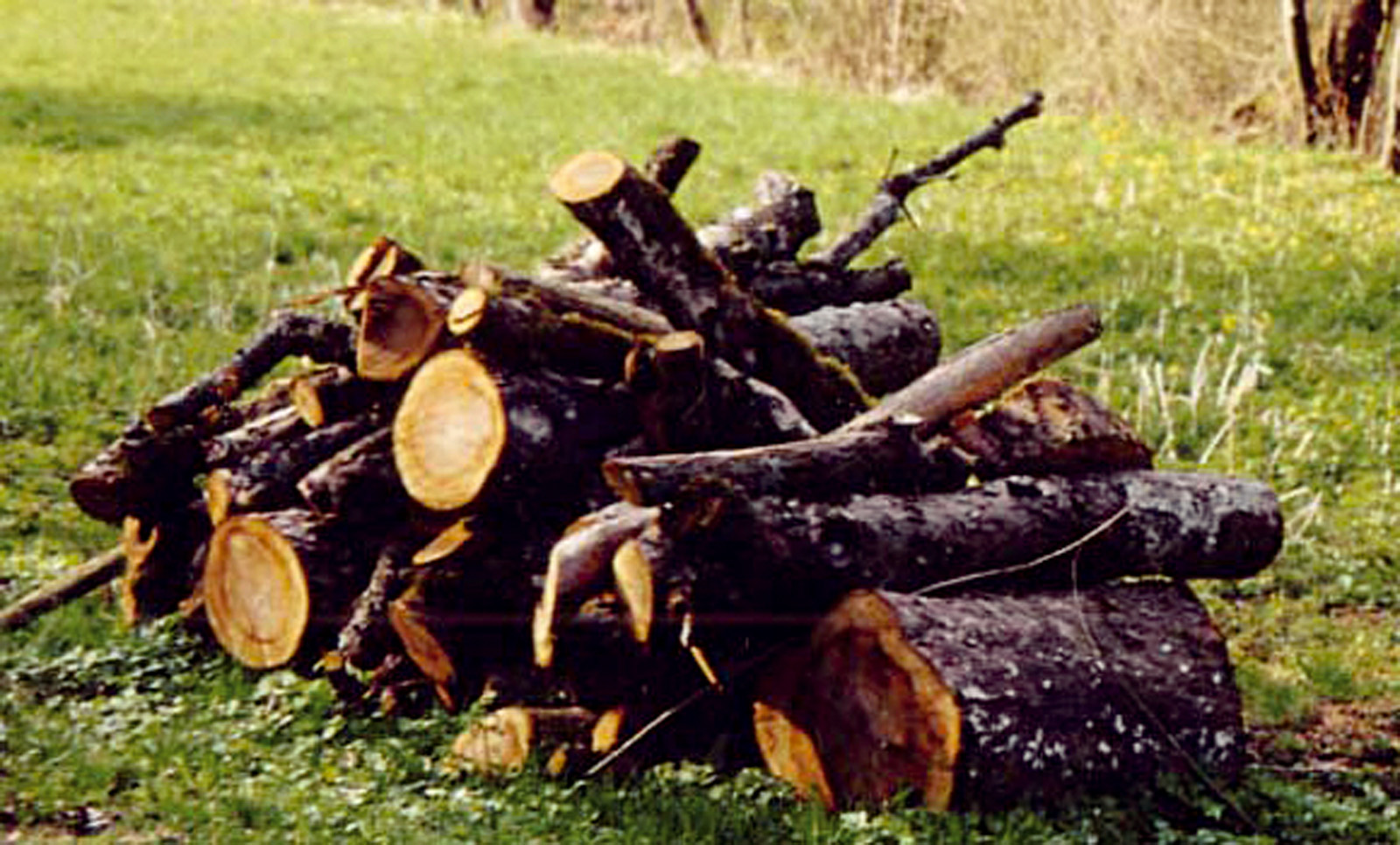 Holz_Landschaftspflege_001.jpg